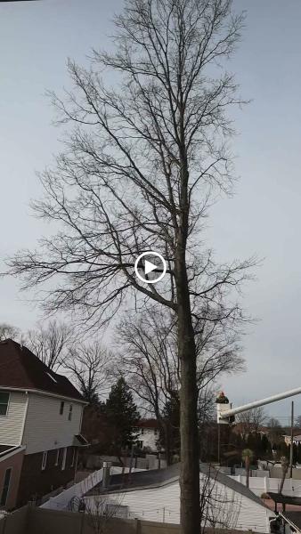 County Tree Care Inc.