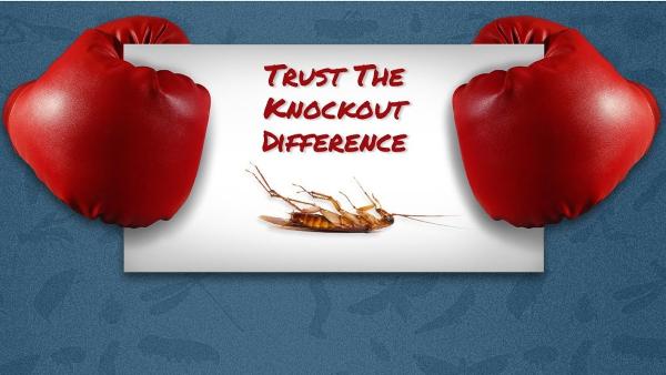 Knockout Pest Control