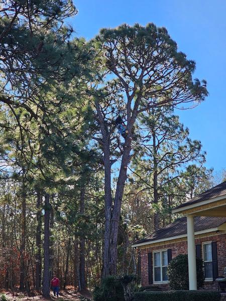 New Life Tree Co.