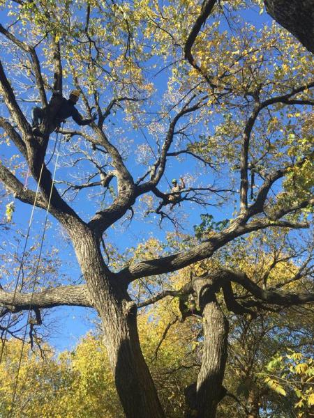 Tree Service Pros