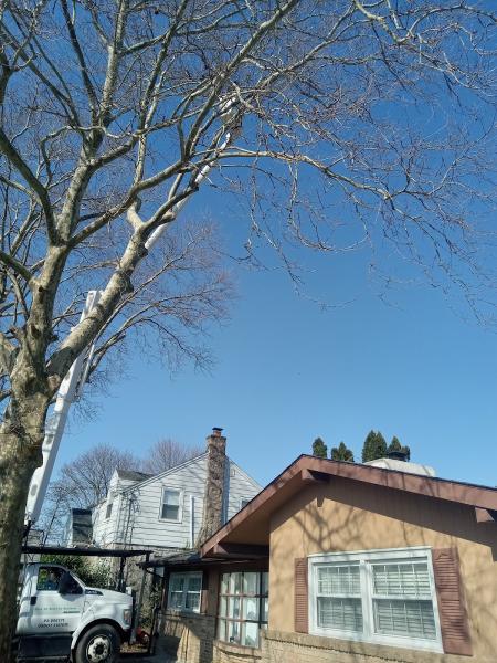 ECO Tree Service