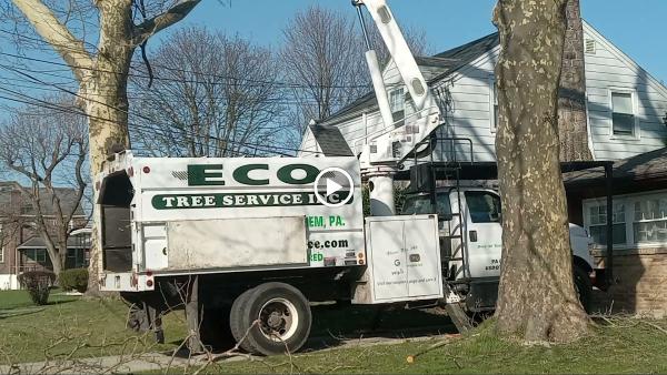 ECO Tree Service
