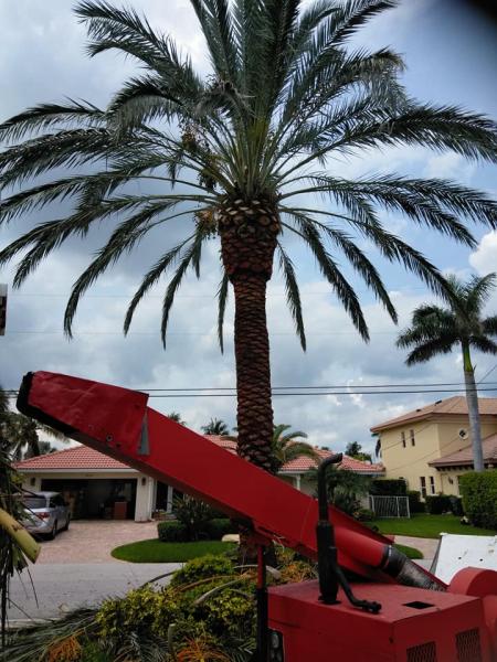 Deerfield Beach Tree Removal