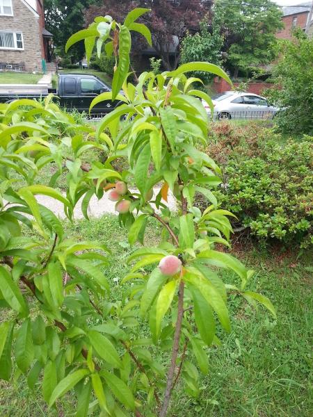 Tree Authority LLC