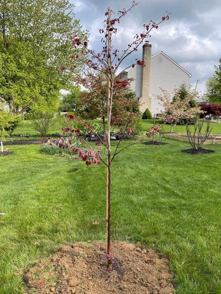Tree Authority LLC