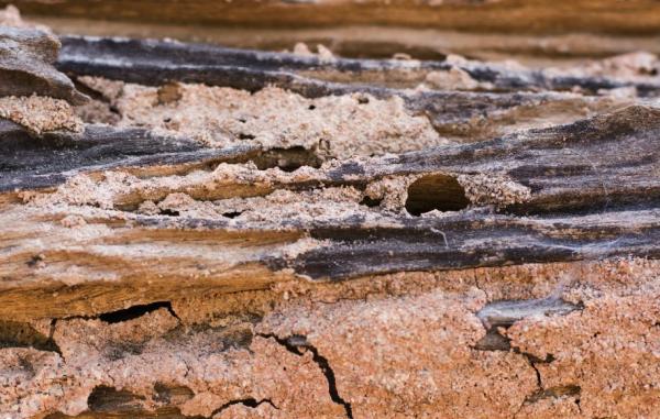 Irvine Termite Control & Fumigation