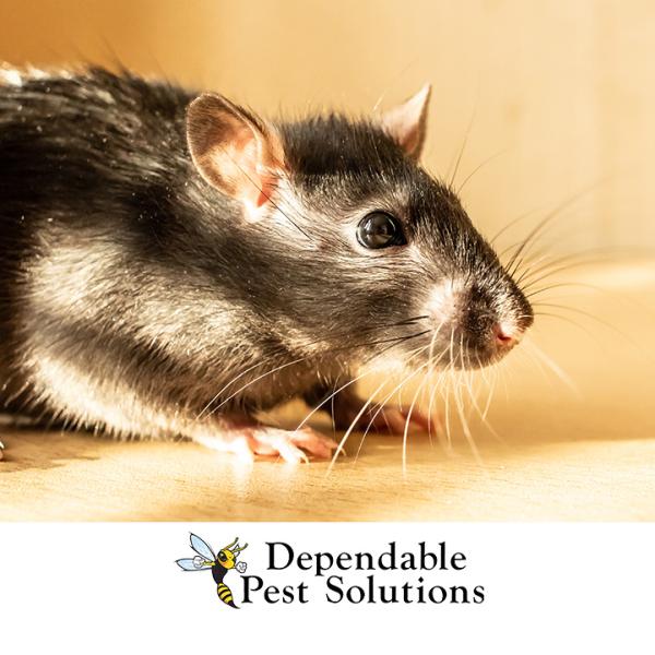 Dependable Pest Solutions Inc.