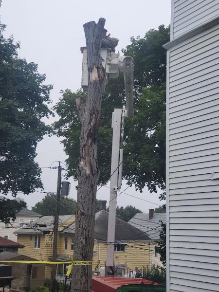 J Lauton Tree Services