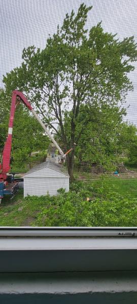Al's Tree Service