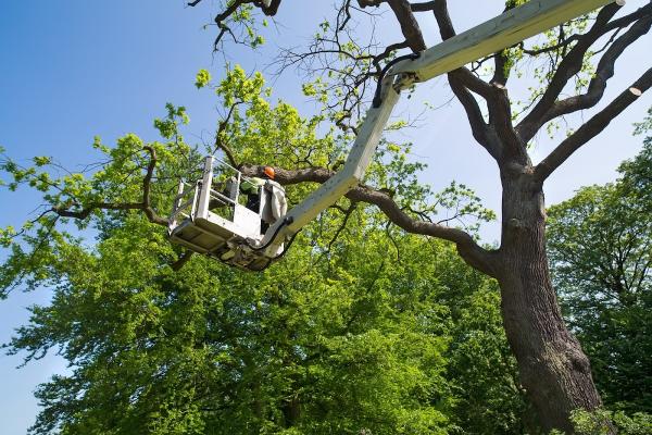 Al's Tree Service