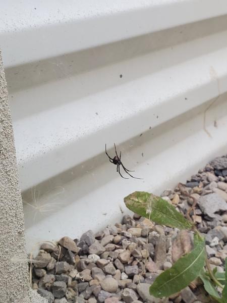 Accurate Pest Control