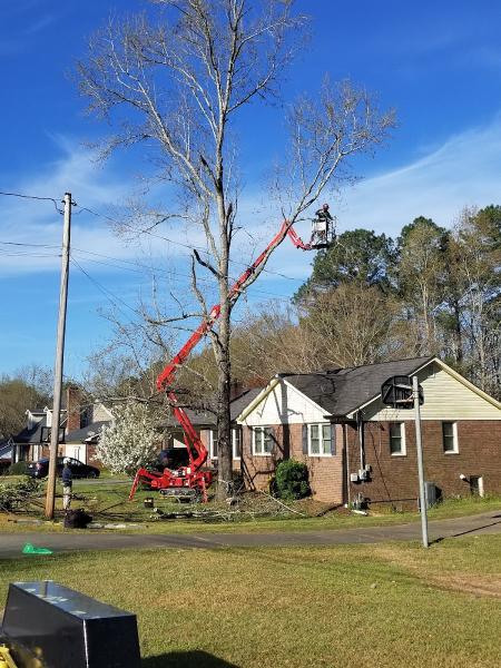 Classic City Arborists