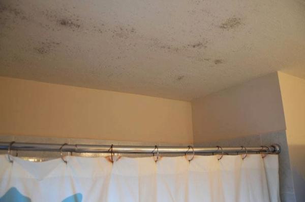 NW Mold Removal