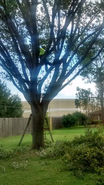 Embark Tree Services