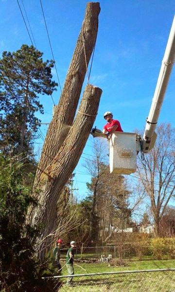 Milford Tree Service
