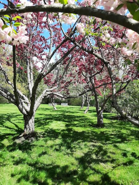 Full Branch Tree Care