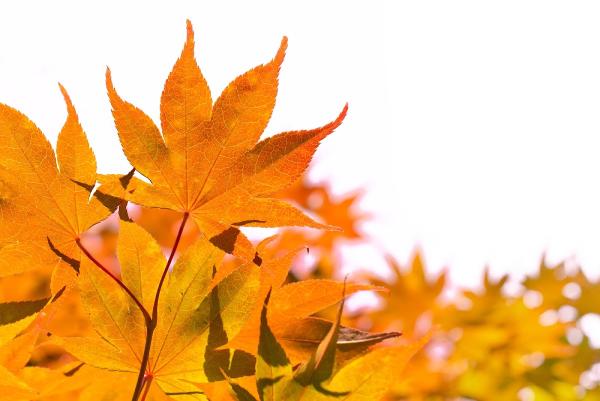 Leaf & Limb