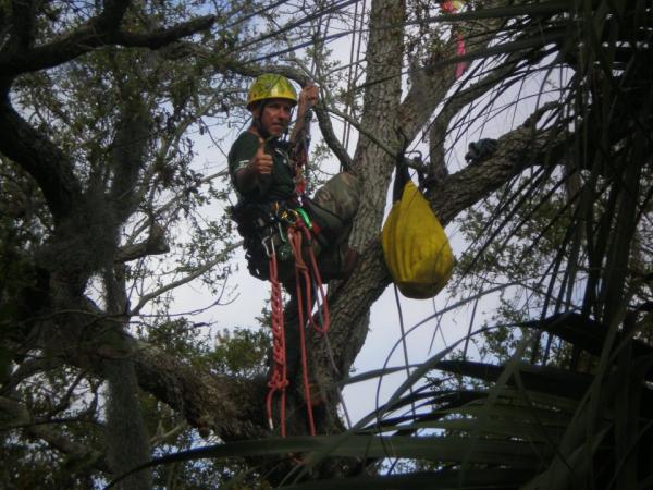 Beechnut Tree Service