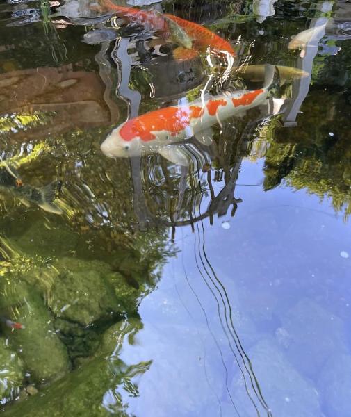 Fitz's Fish Ponds