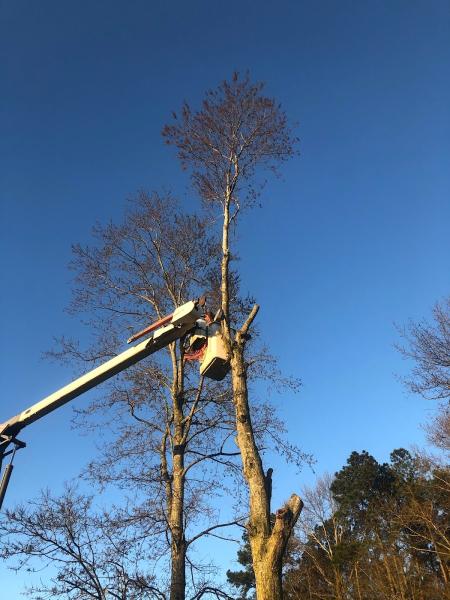 Gibbs Tree Service