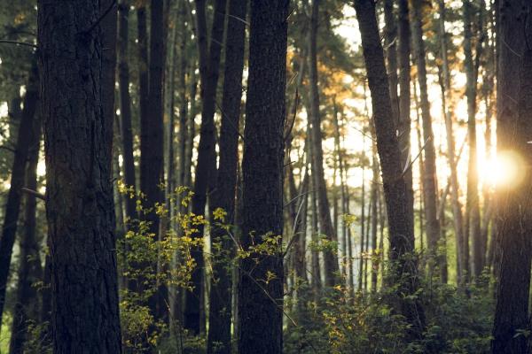 Treemendus Arbor Care