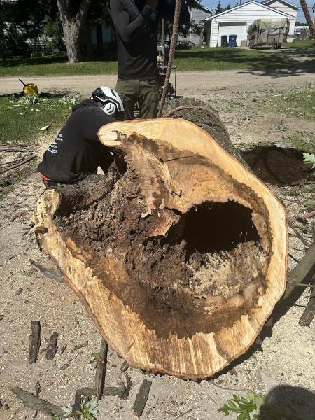 The Tree Guy Services LLC