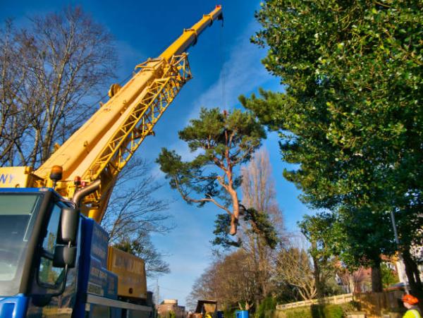 The Tree Guy Services LLC