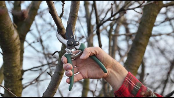 Mercer Tree Service