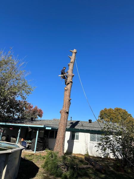 Mercer Tree Service