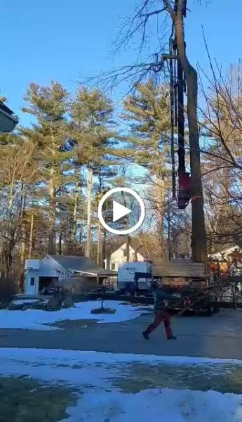 Phil's Tree Service Seacoast
