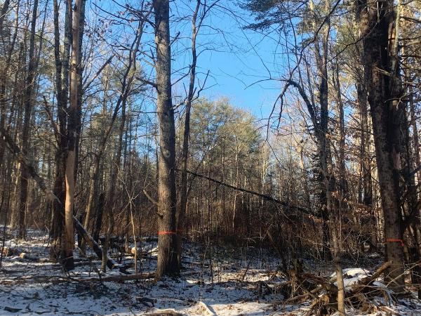 Phil's Tree Service Seacoast