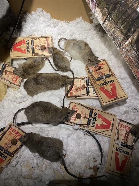 Atlanta Wildlife Solutions