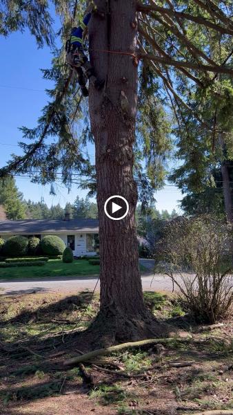 Jorge Landscaping & Tree Service LLC