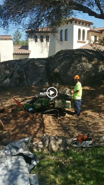 Economy Tree Service Inc