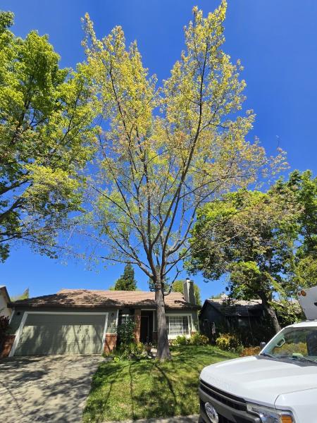 Economy Tree Service Inc