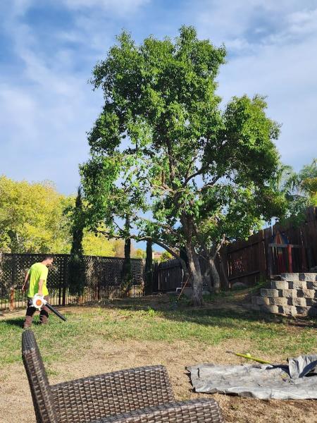 Economy Tree Service Inc