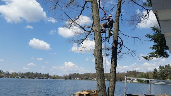 Good Earth Tree Care LLC