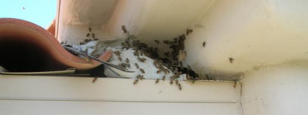 Killer Bee Pest Control Inc.