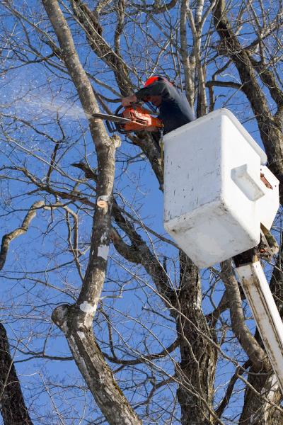 Julian's Tree Care