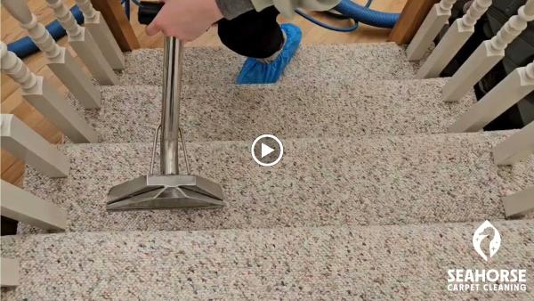 Seahorse Carpet Cleaning
