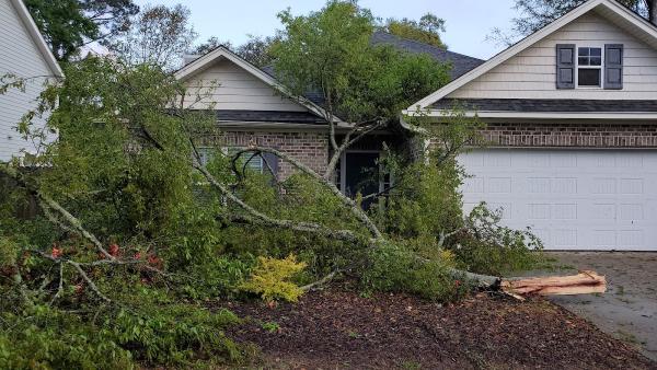 Charleston Tree Experts