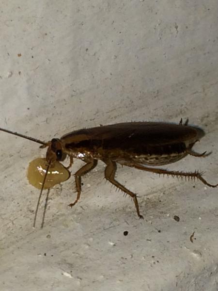 Silver Bullet Pest Control