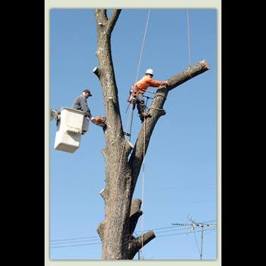 Tom Maguire Tree Service