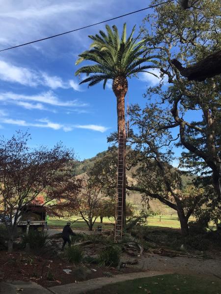 ABC Tree Service