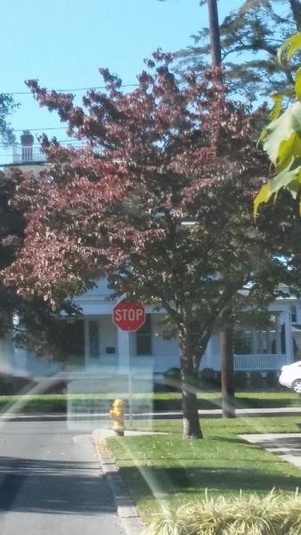 Jeg3 Inc Tree Services