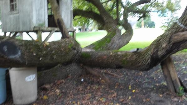 Jeg3 Inc Tree Services