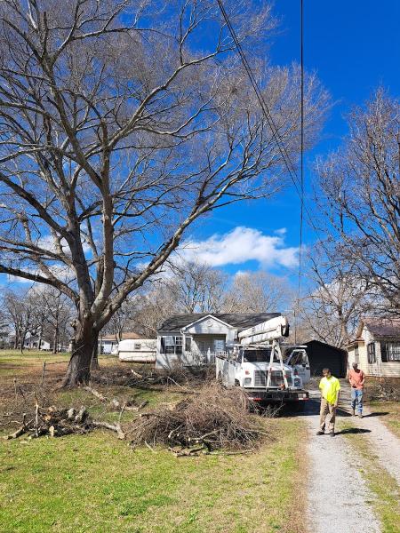 Cutts Tree Services