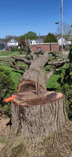 Philly Tree Cutters