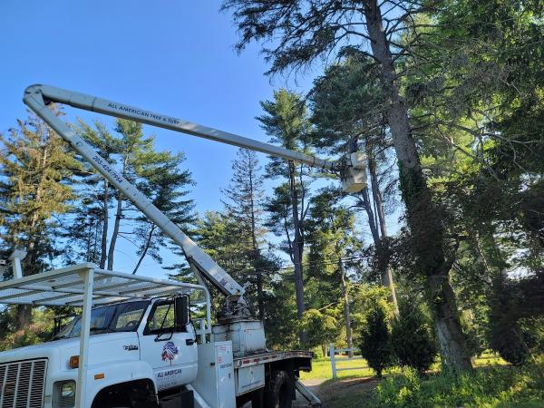 All American Tree & Turf LLC
