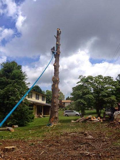 Tip Top Tree Care